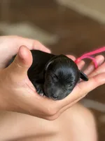 Hattie, a female Miniature Schnauzer for sale in Pearson, GA – 4 of 5