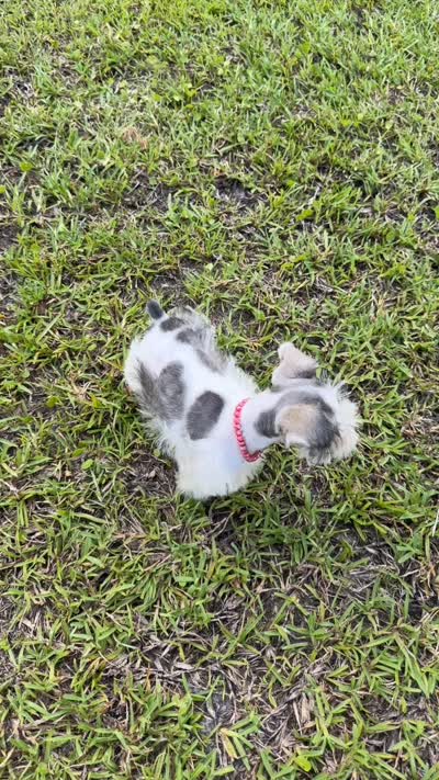Sera , a female Miniature Schnauzer for sale in Pearson, GA – 7 of 9