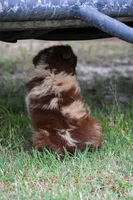 Demi, a female Australian Shepherd for sale in Pearson, GA – 5 of 8