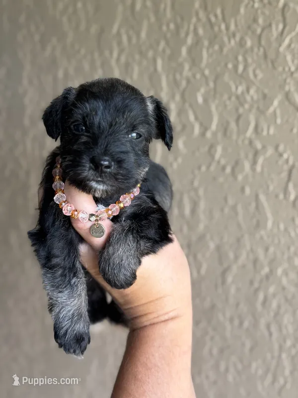 Hattie – Miniature Schnauzer puppy for sale in Pearson, GA