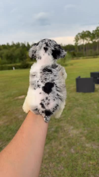 Tate, a male Miniature Schnauzer for sale in Pearson, GA – 3 of 3
