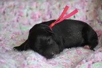 Hattie, a female Miniature Schnauzer for sale in Pearson, GA – 1 of 5