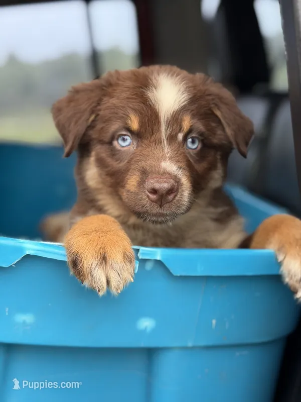 Kenna  – Australian Shepherd puppy for sale in Pearson, GA