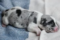 Tate, a male Miniature Schnauzer for sale in Pearson, GA – 2 of 4