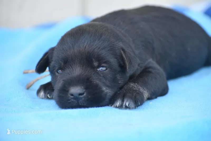 Jett – Miniature Schnauzer puppy for sale in Pearson, GA