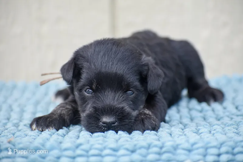 Jett – Miniature Schnauzer puppy for sale in Pearson, GA