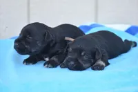 Jett, a male Miniature Schnauzer for sale in Pearson, GA – Photo 2 of 2