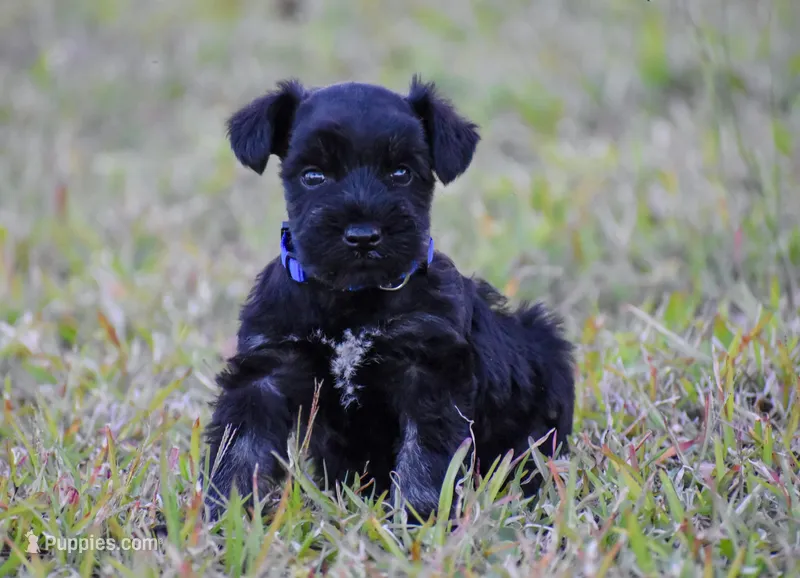 Jett – Miniature Schnauzer puppy for sale in Pearson, GA