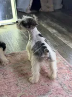 Sera , a female Miniature Schnauzer for sale in Pearson, GA – 6 of 9