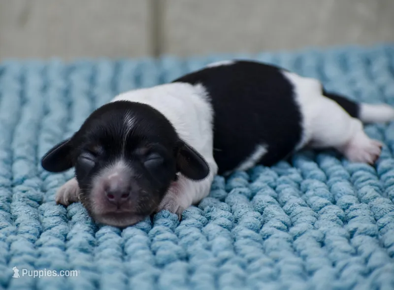 Beanie, a female Miniature Dachshund for sale in Pearson, GA – Photo 1 of 6