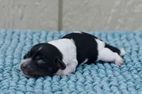 Beanie, a female Miniature Dachshund for sale in Pearson, GA – Photo 2 of 6