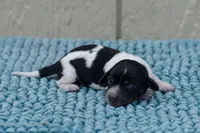 Beanie, a female Miniature Dachshund for sale in Pearson, GA – Photo 4 of 6