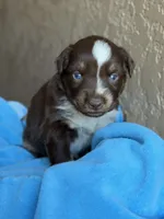 Kenna , a female Australian Shepherd for sale in Pearson, GA – 2 of 9