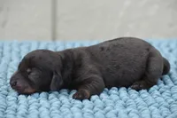 Royce , a male Miniature Dachshund for sale in Pearson, GA – Photo 5 of 8