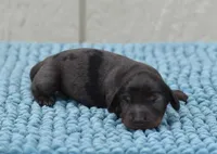 Royce , a male Miniature Dachshund for sale in Pearson, GA – Photo 3 of 8