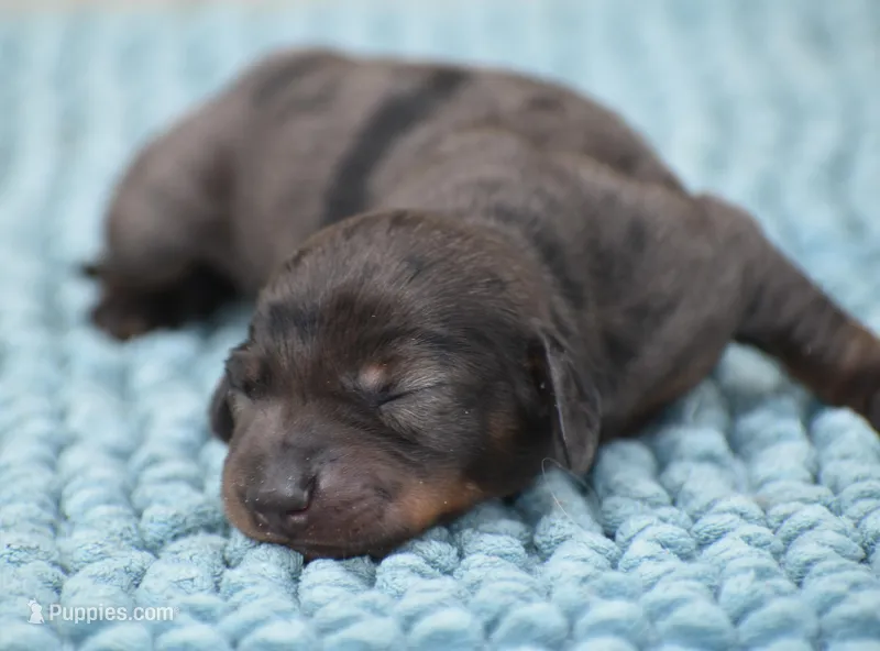 Royce  – Miniature Dachshund puppy for sale in Pearson, GA