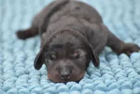 Royce , a male Miniature Dachshund for sale in Pearson, GA – Photo 6 of 8