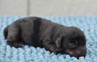 Royce , a male Miniature Dachshund for sale in Pearson, GA – Photo 4 of 8
