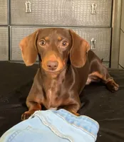 Royce , a male Miniature Dachshund for sale in Pearson, GA – Photo 8 of 8