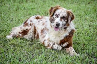 Demi, a female Australian Shepherd for sale in Pearson, GA – 8 of 8