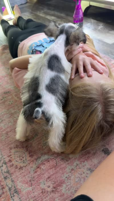 Sera , a female Miniature Schnauzer for sale in Pearson, GA – 8 of 9