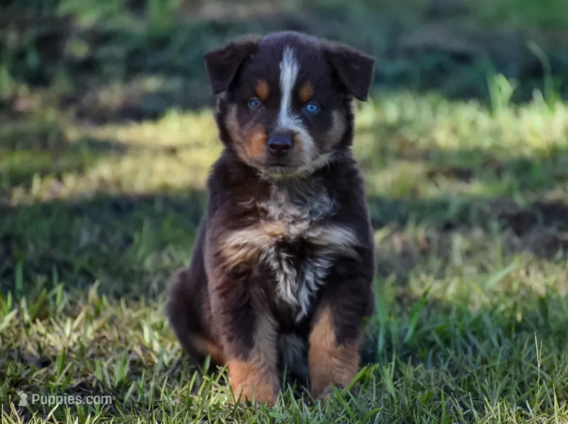 Naz  – Australian Shepherd puppy for sale in Pearson, GA