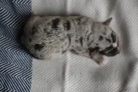 Tripp, a male Miniature Schnauzer for sale in Pearson, GA – 2 of 6
