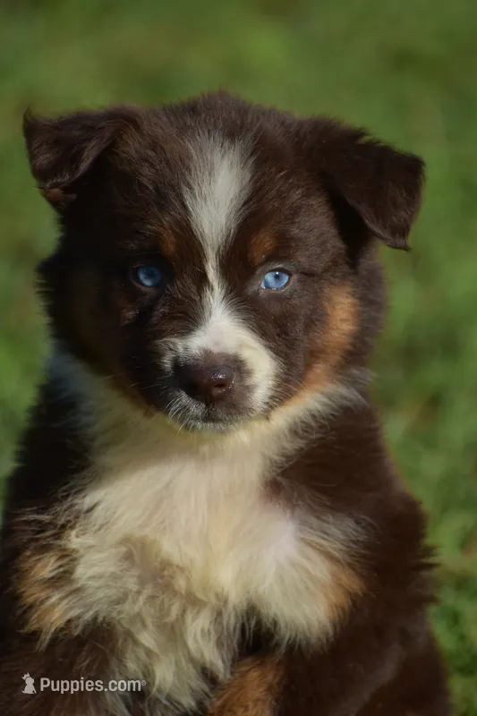 Kami  – Australian Shepherd puppy for sale in Pearson, GA