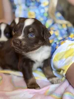 Kenna , a female Australian Shepherd for sale in Pearson, GA – 4 of 9