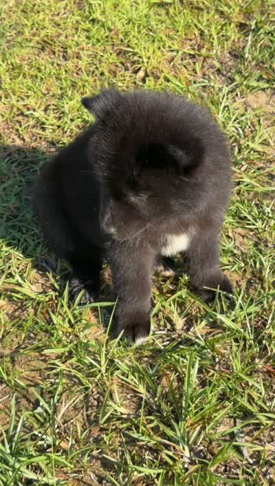 Forrest, a male Siberian Husky for sale in Pearson, GA – 4 of 4