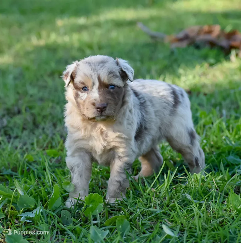 Devi – Australian Shepherd puppy for sale in Pearson, GA