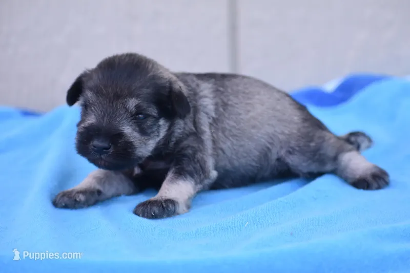 Jordy – Miniature Schnauzer puppy for sale in Pearson, GA