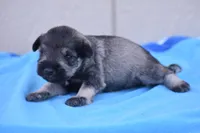 Jordy, a male Miniature Schnauzer for sale in Pearson, GA – Photo 1 of 3