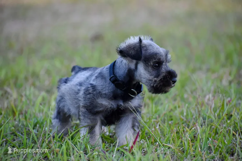 Jordy – Miniature Schnauzer puppy for sale in Pearson, GA