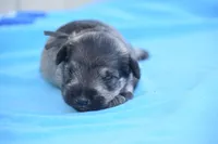 Jordy, a male Miniature Schnauzer for sale in Pearson, GA – Photo 3 of 3