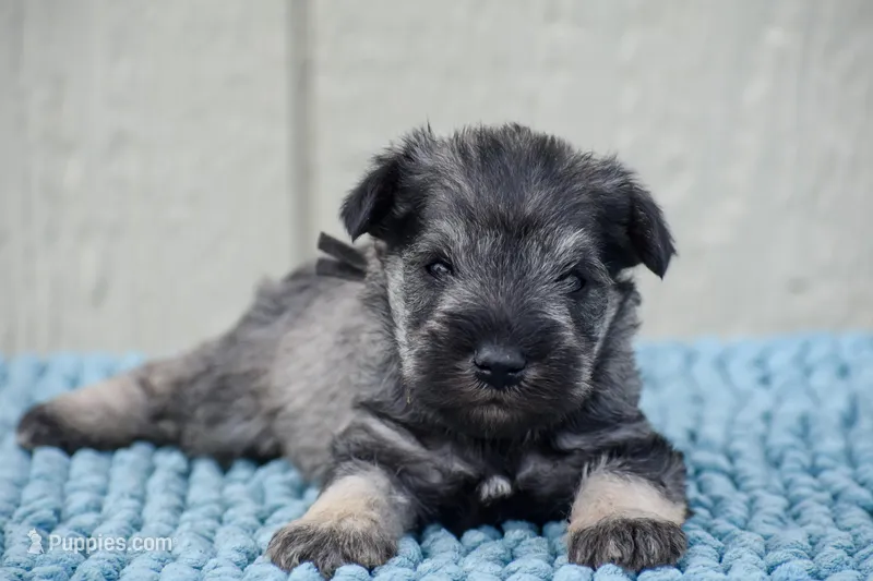 Jordy – Miniature Schnauzer puppy for sale in Pearson, GA