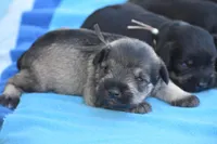 Jordy, a male Miniature Schnauzer for sale in Pearson, GA – Photo 2 of 3