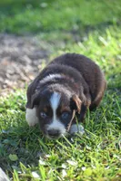 Kami , a female Australian Shepherd for sale in Pearson, GA – 2 of 8