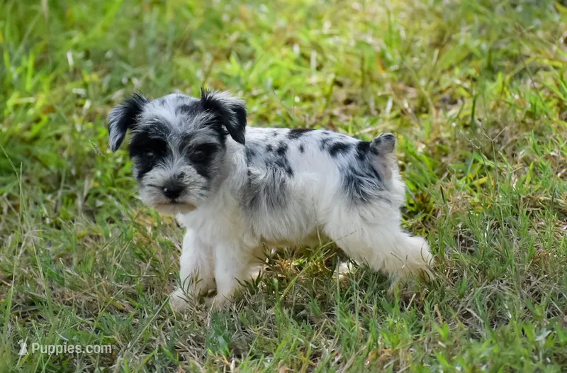 Tate – Miniature Schnauzer puppy for sale in Pearson, GA
