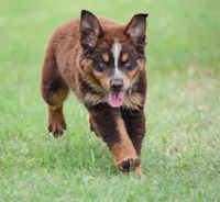 Naz, a male Australian Shepherd for sale in Pearson, GA – 5 of 8