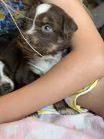 Kenna , a female Australian Shepherd for sale in Pearson, GA – 5 of 9
