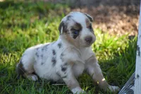 Kyri, a female Australian Shepherd for sale in Pearson, GA – 7 of 10