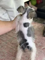 Sera , a female Miniature Schnauzer for sale in Pearson, GA – 9 of 9