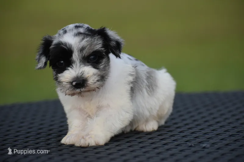 Tate – Miniature Schnauzer puppy for sale in Pearson, GA
