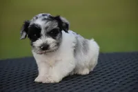 Tate, a male Miniature Schnauzer for sale in Pearson, GA – 1 of 3