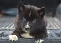 Anayah, a female Siberian Husky for sale in Pearson, GA – 3 of 6