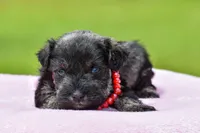 Harlee, a female Miniature Schnauzer for sale in Pearson, GA – 2 of 6