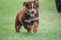 Naz, a male Australian Shepherd for sale in Pearson, GA – 3 of 8