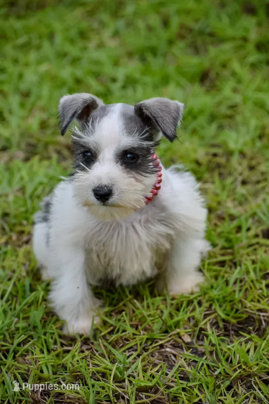 Sera  – Miniature Schnauzer puppy on hold in Pearson, GA