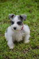 Sera , a female Miniature Schnauzer for sale in Pearson, GA – 1 of 9